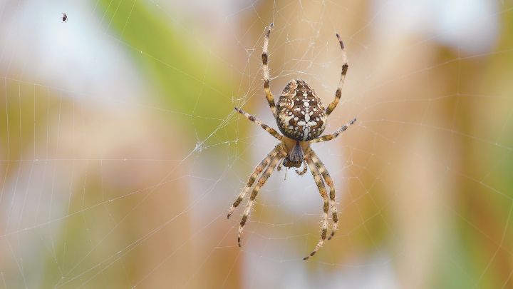 Spider Control