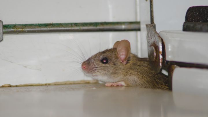 Rodent Control